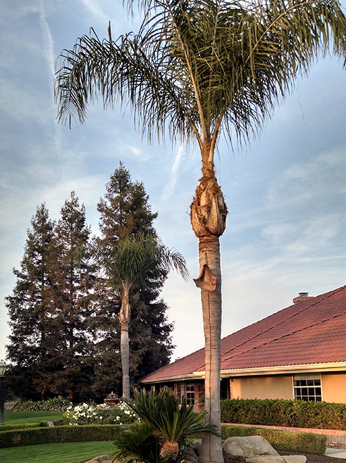 Tree Shaping — Residential Tree in Hanford, CA