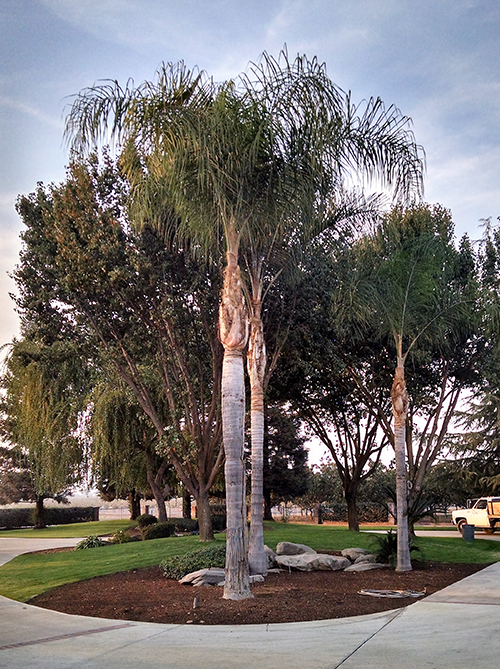 Big Tree Removal— New Palm Tree in Hanford, CA