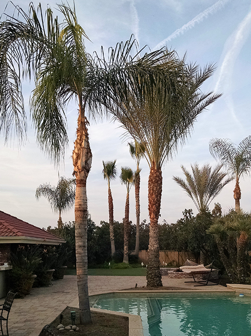 Tree Removal Commercial  — Palm Tree in Hanford, CA