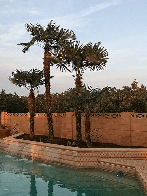 Residential Tree Shaping — Trees Beside Swimming Pool in Hanford, CA