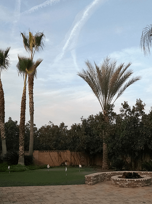 Tree Trim — Big Trees in Hanford, CA