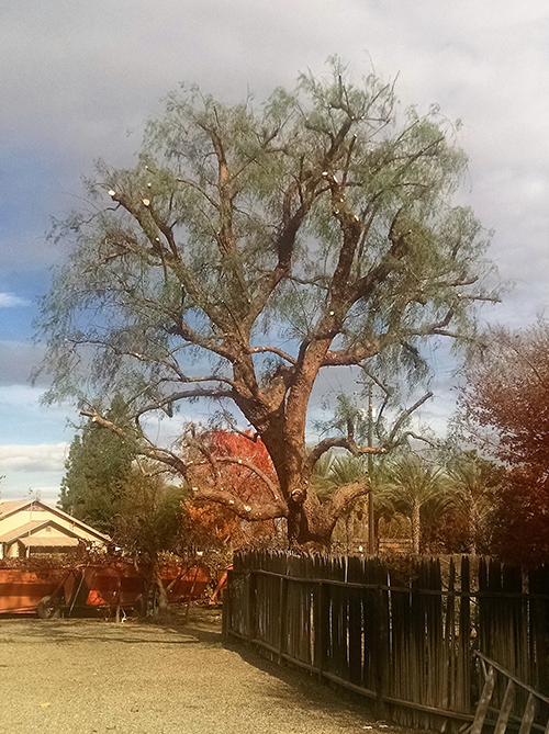 Tree Removal Residential — Pepper Tree in Hanford, CA