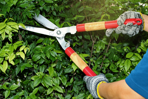 Tree Pruning — Ornamental Pruning in Hanford, CA