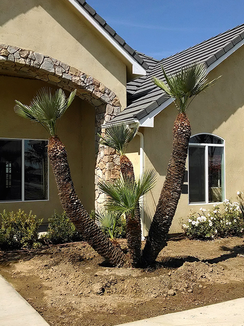 Tree Removal — Relocate Tree in Hanford, CA