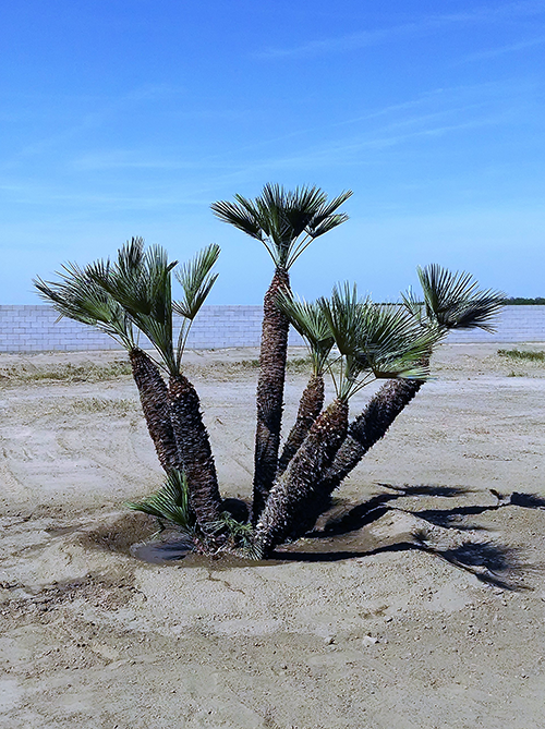 Tree Removing — Relocate in Hanford, CA