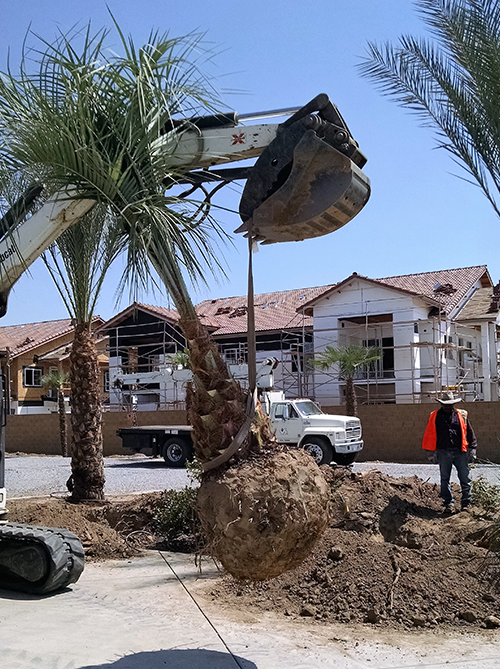 Stump Grinding — Palm Tree On Side Walk in Hanford, CA