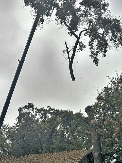 Trimming  — Worker At Work Site in Hanford, CA