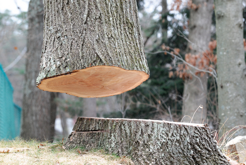 Tree Removal — Tree & Stump Removal in Hanford, CA