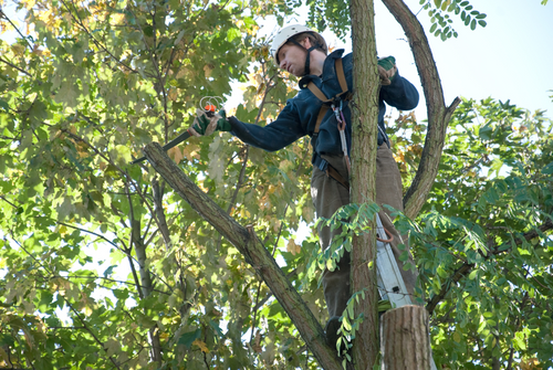 Tree Trimming — Topping, Shaping & Trimming in Hanford, CA
