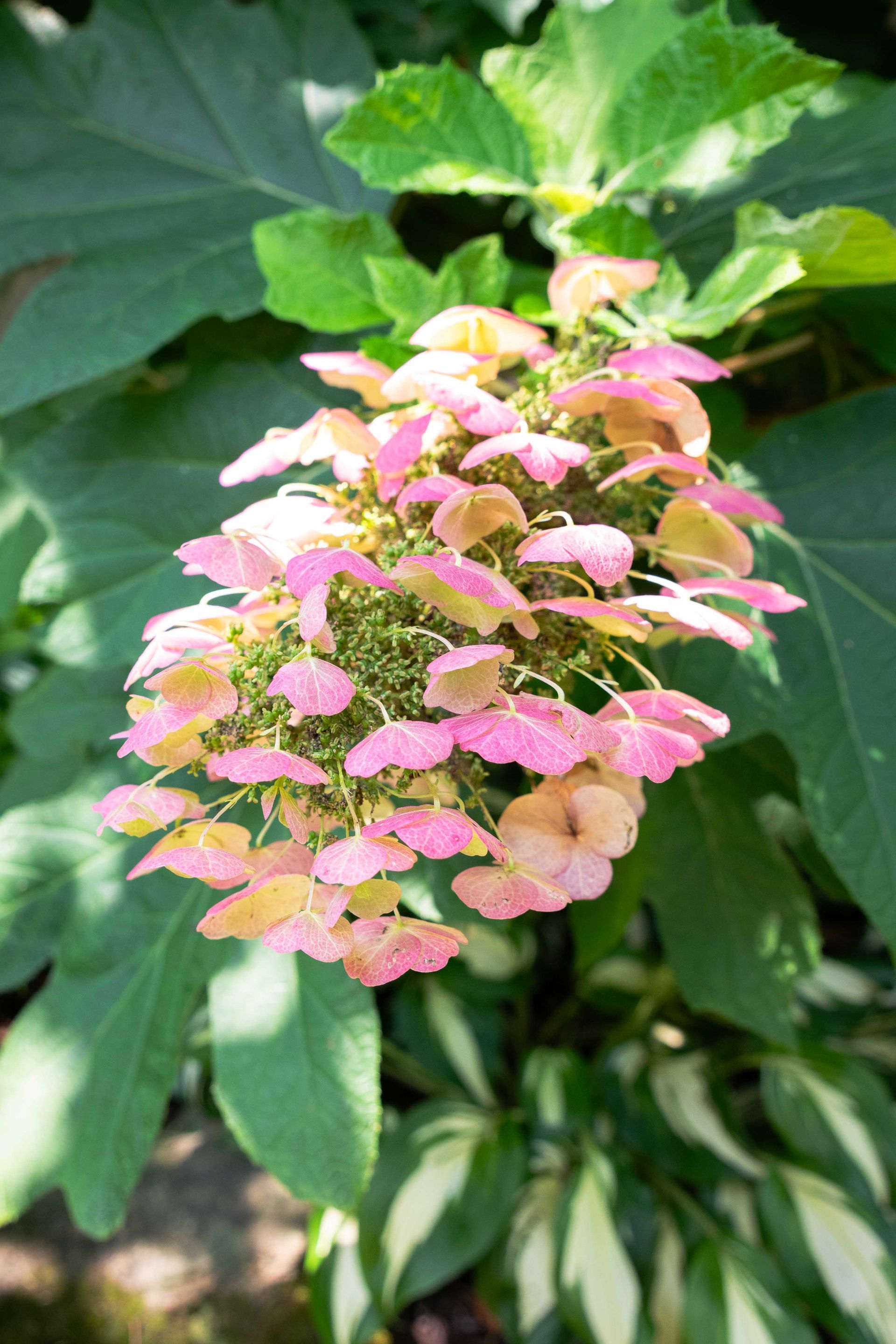 Kiwanis Table at the Garden Tour, 2024