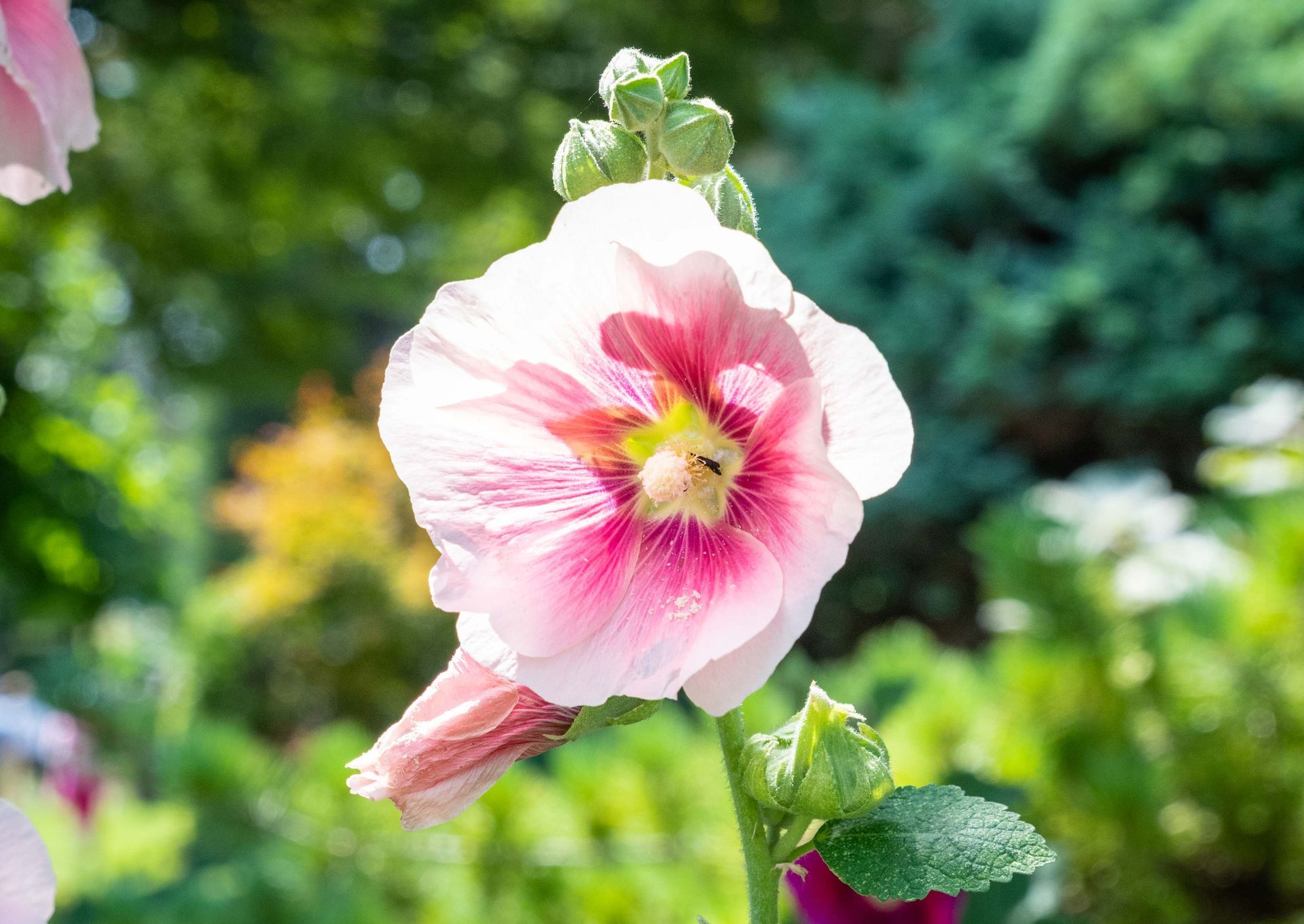 Kiwanis Table at the Garden Tour, 2024