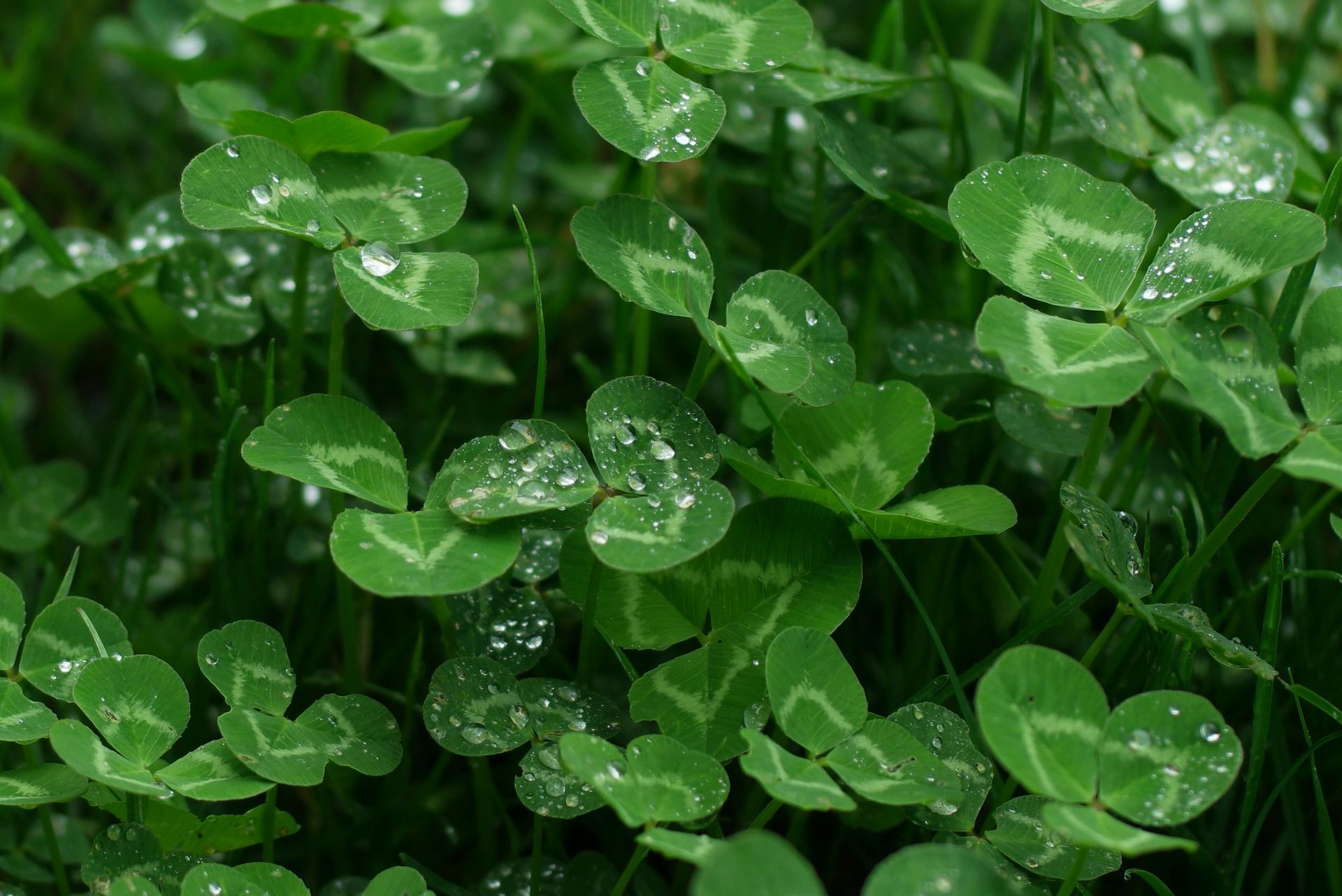 Magnificent clover pasture.