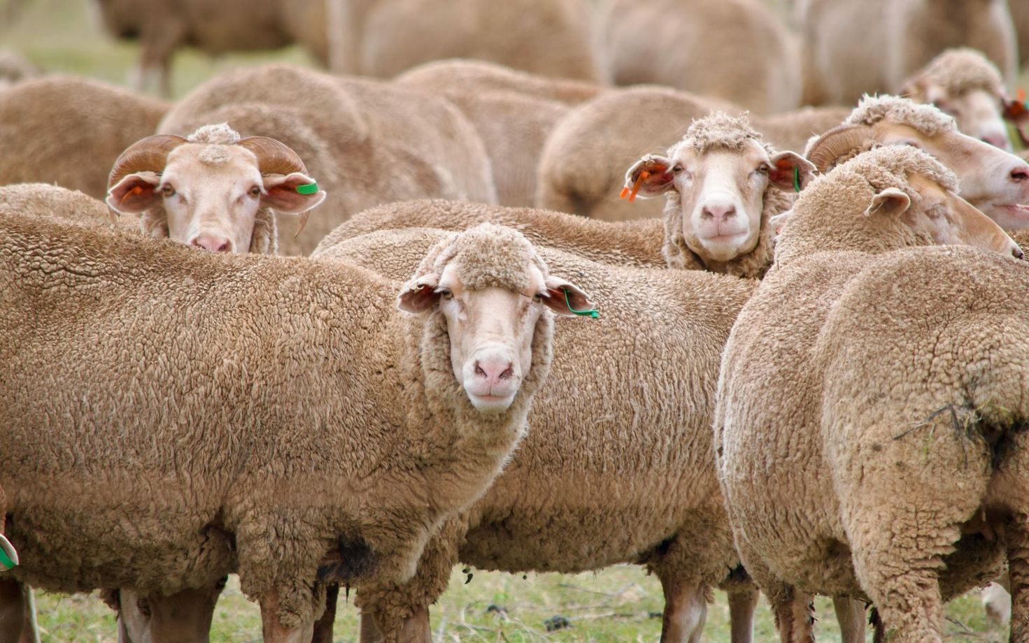 Merinos are the dominant breed in WA.