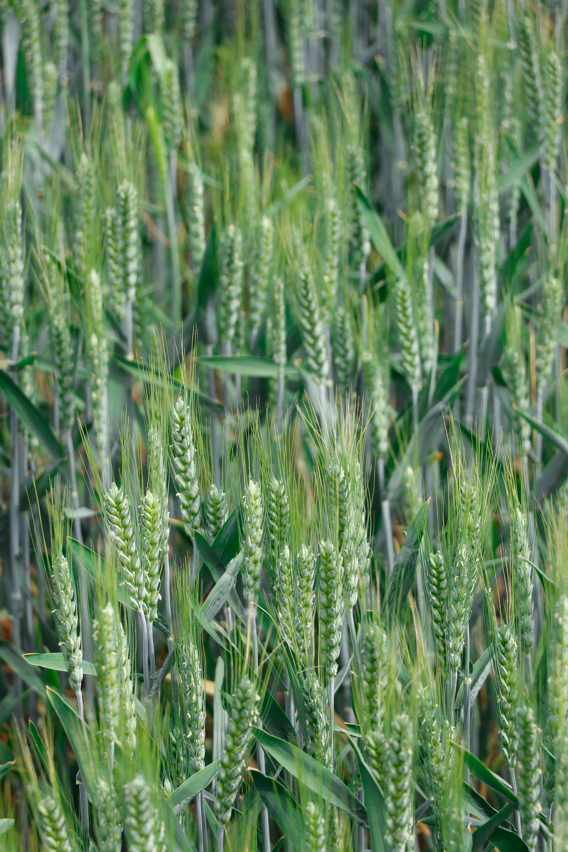 Wheat crop.