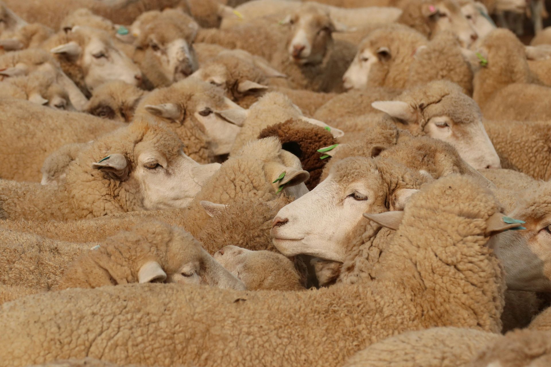 Growing healthy, profitable sheep.