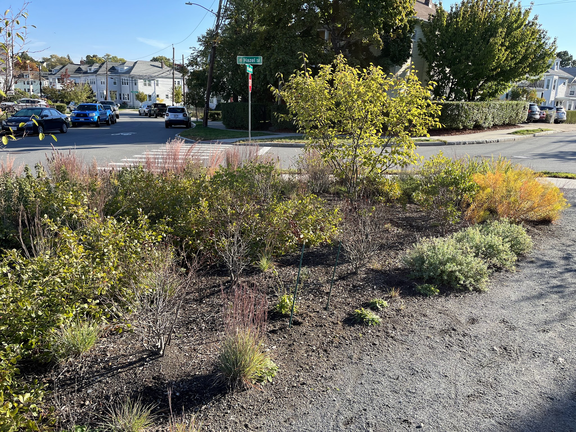 A view of a bump-out, with many diverse plants.