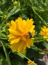 Bee on bright yellow flower among green leaves