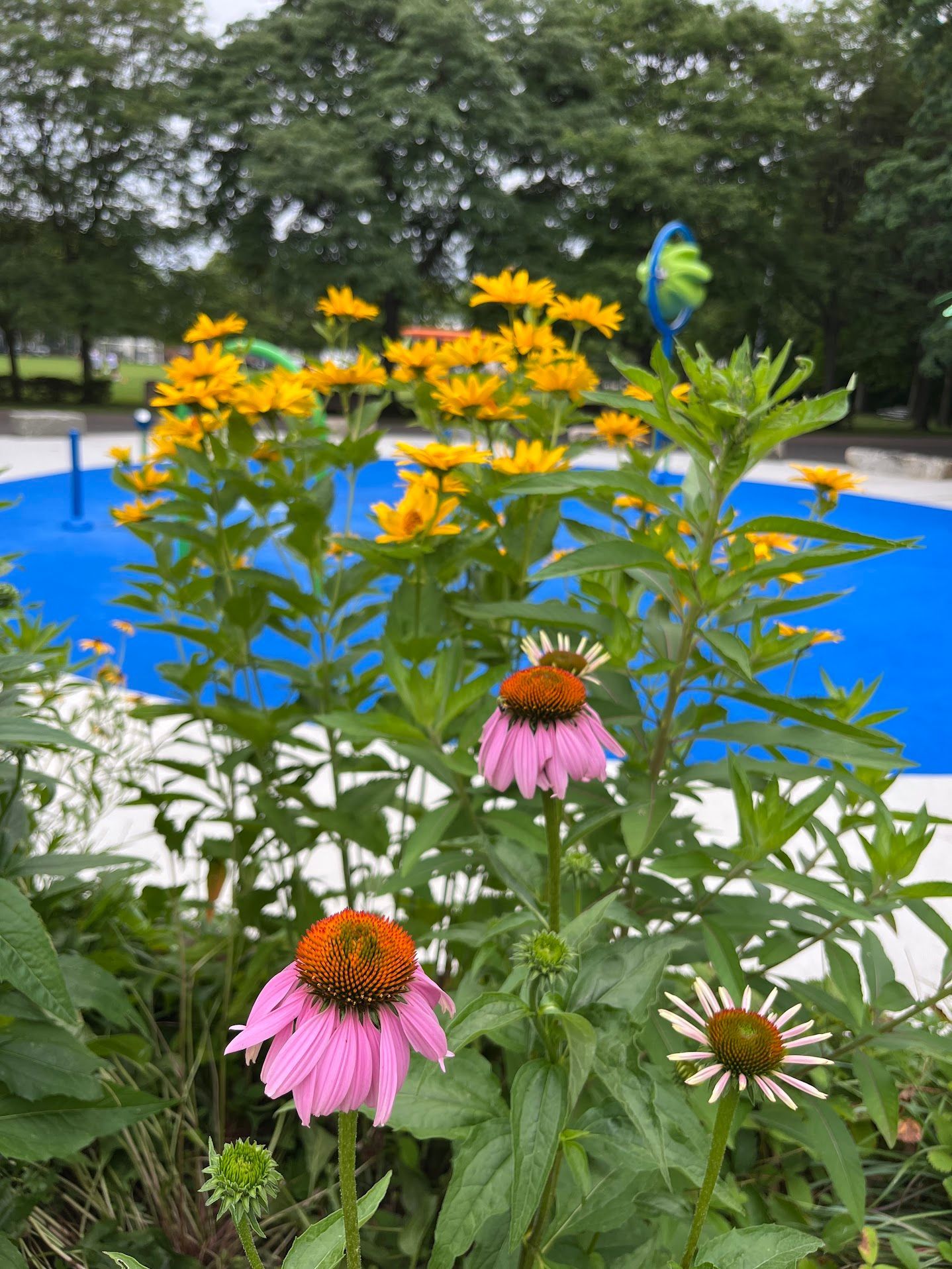 A bright pink coneflower in the foreground with bright yellow flowers behind.