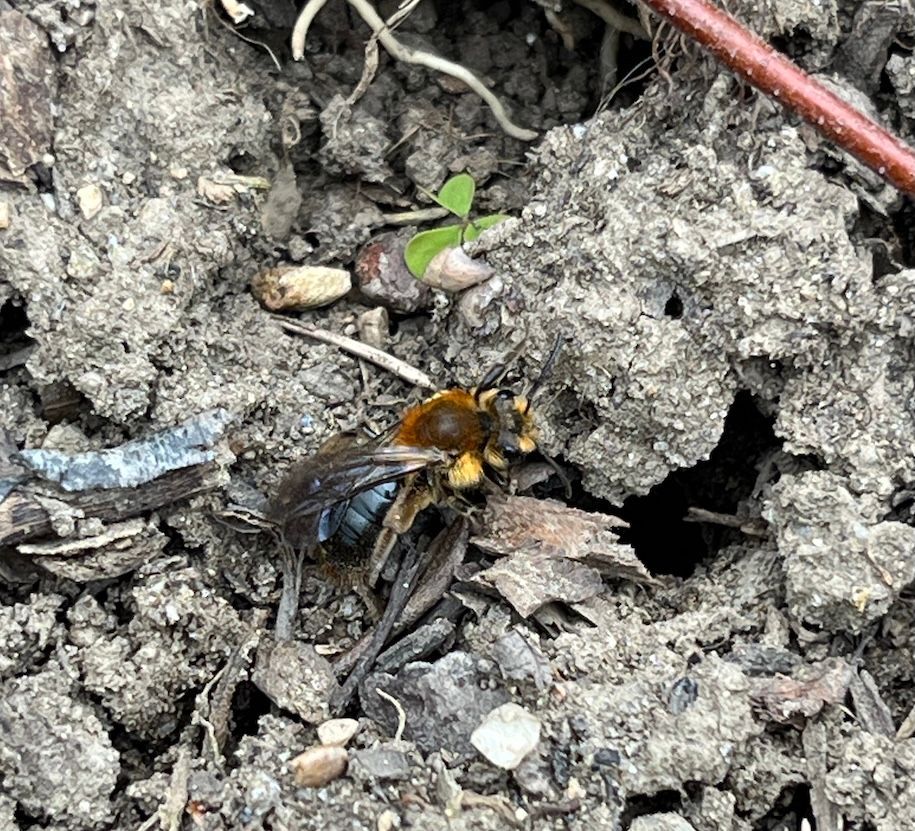 A female Dunning's miner bee (Andrena dunningi) by a tunnel opening