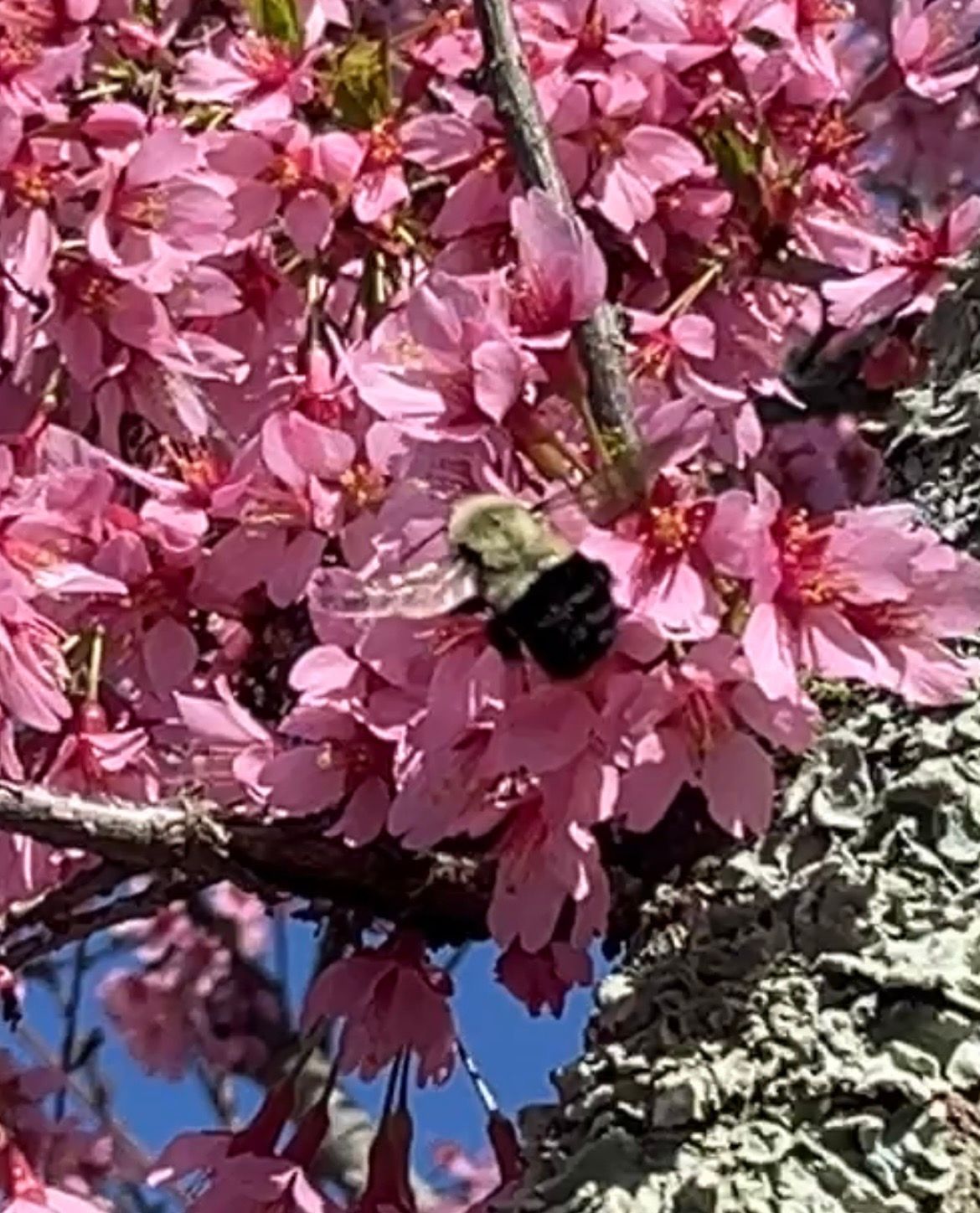 A queen bumblebee (Bombus spp.)