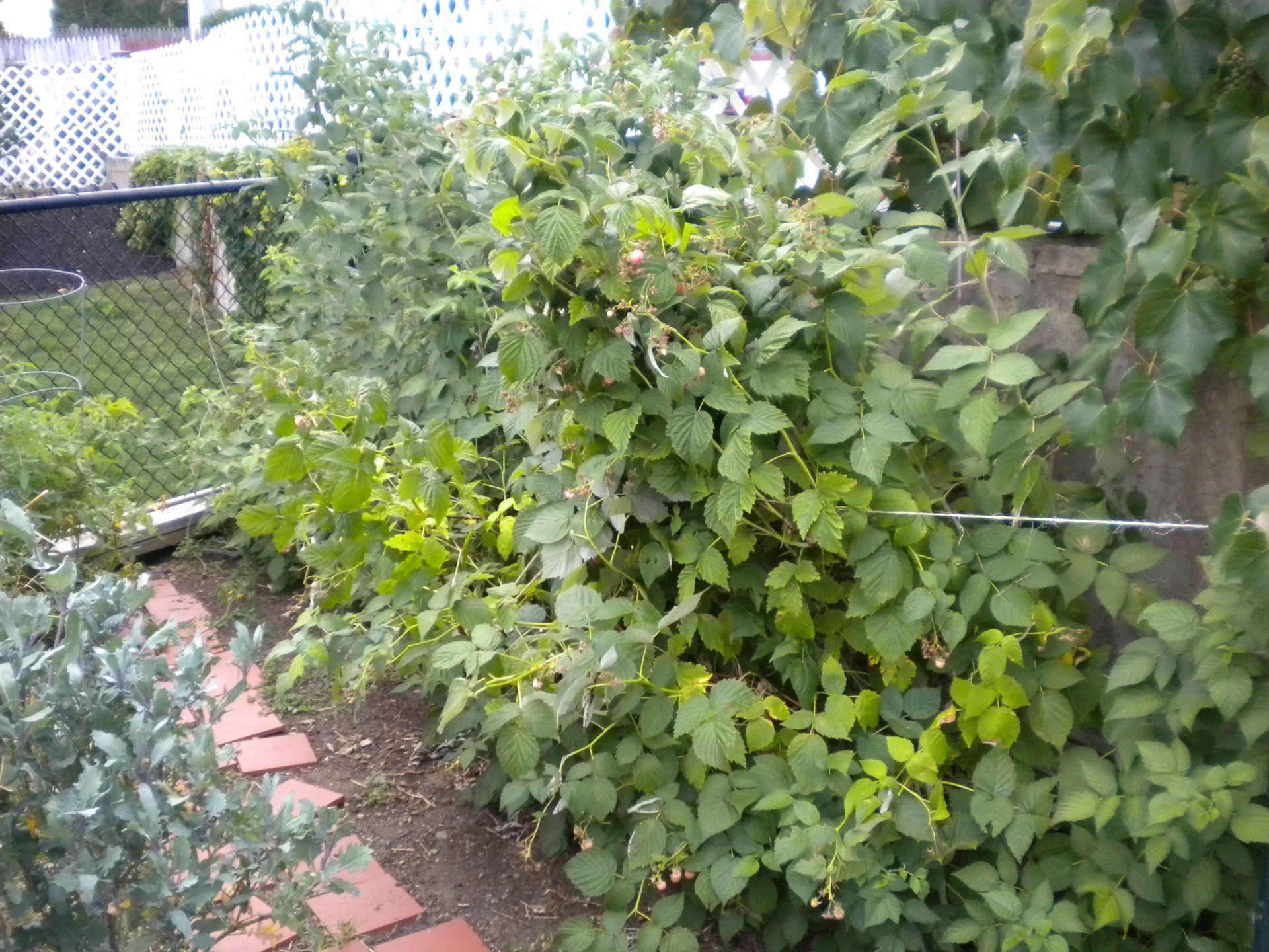 A flourishing garden plot.