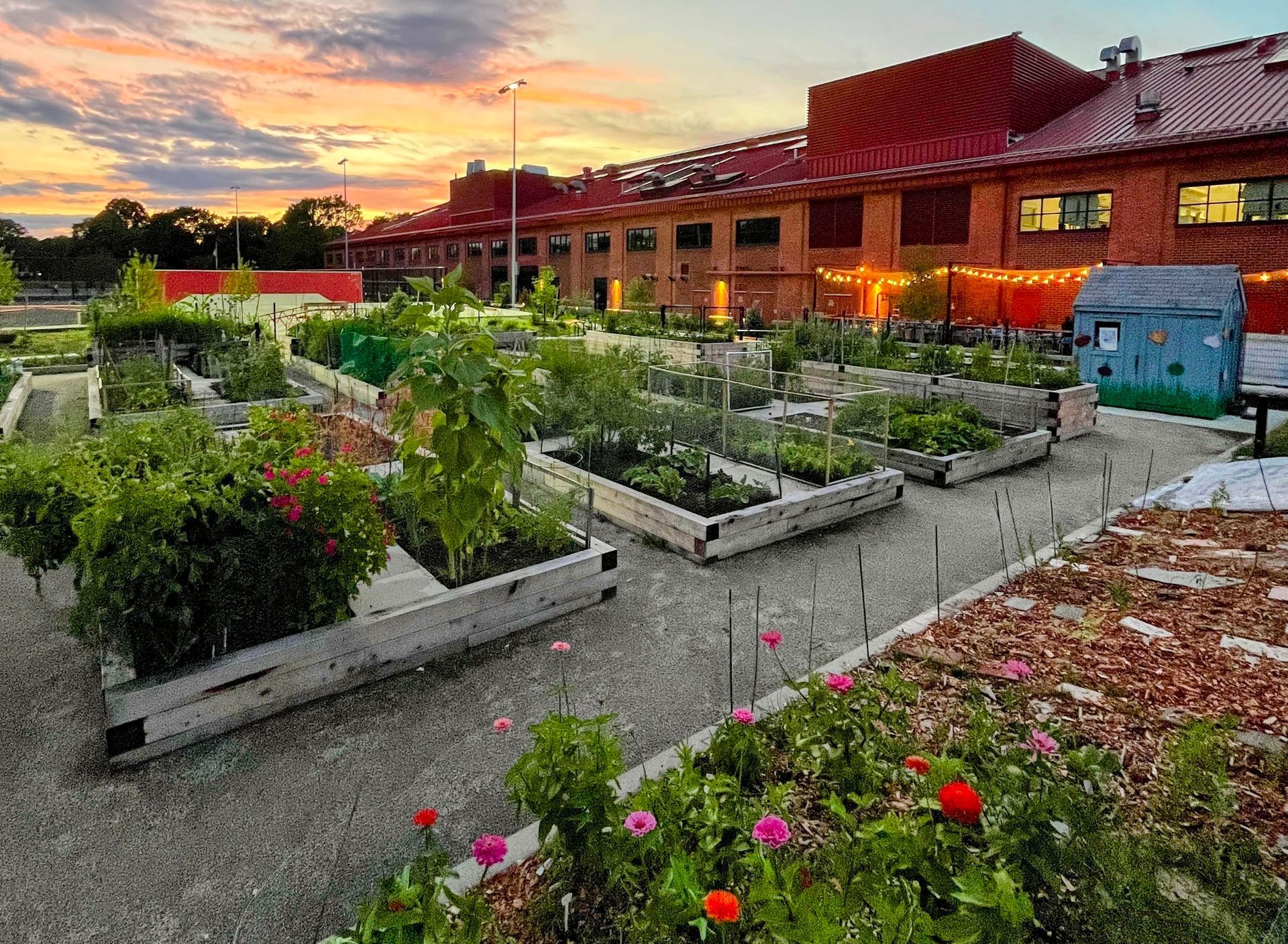 A view of a sunset over Arsenal Park Community Garden, with the wooden plots filled with greenery. 