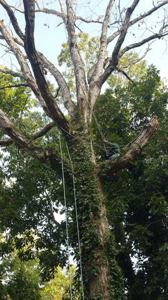 professional tree removal service