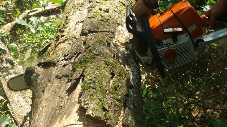 best tree company near me