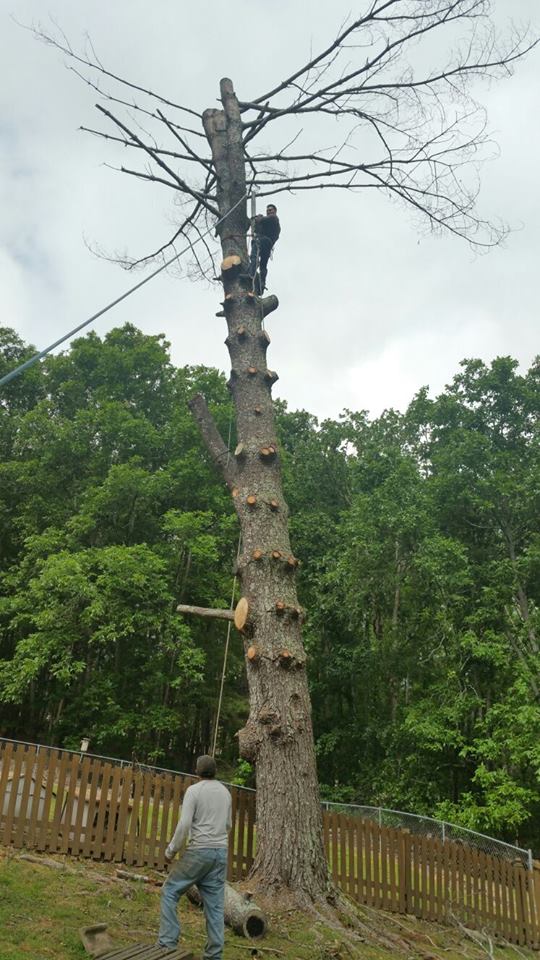 professional tree removal service