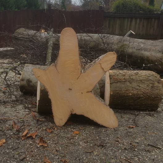 professional tree removal service near me