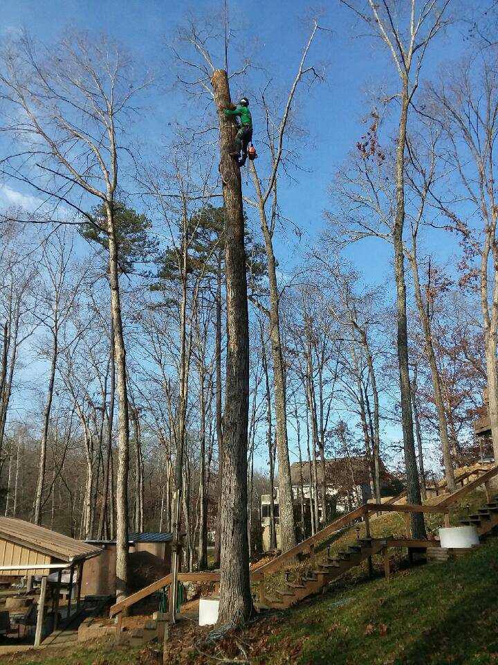tree removal company near me
