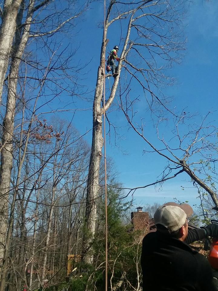 large tree removal