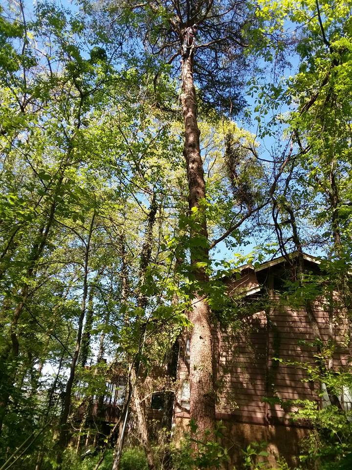 professional tree removal service near me