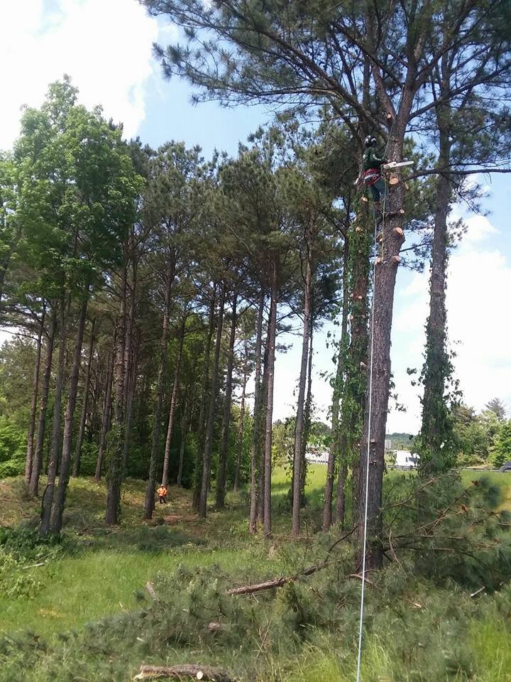 professional tree removal company