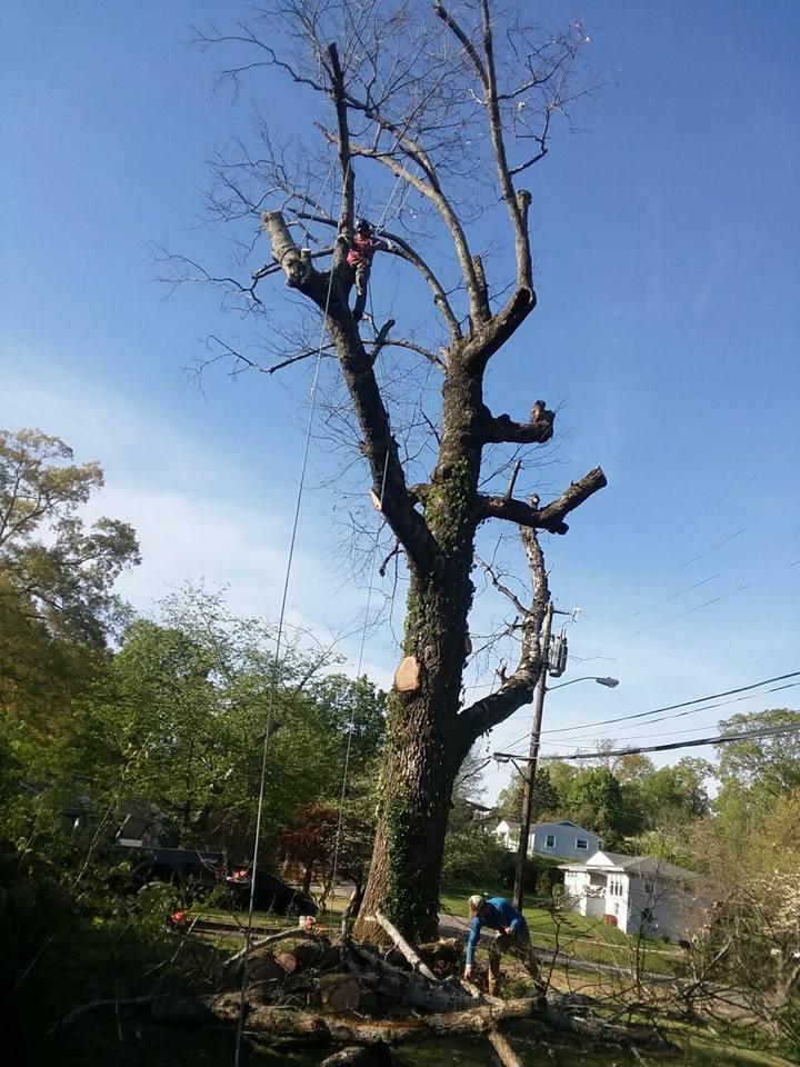 professional tree removal company near me
