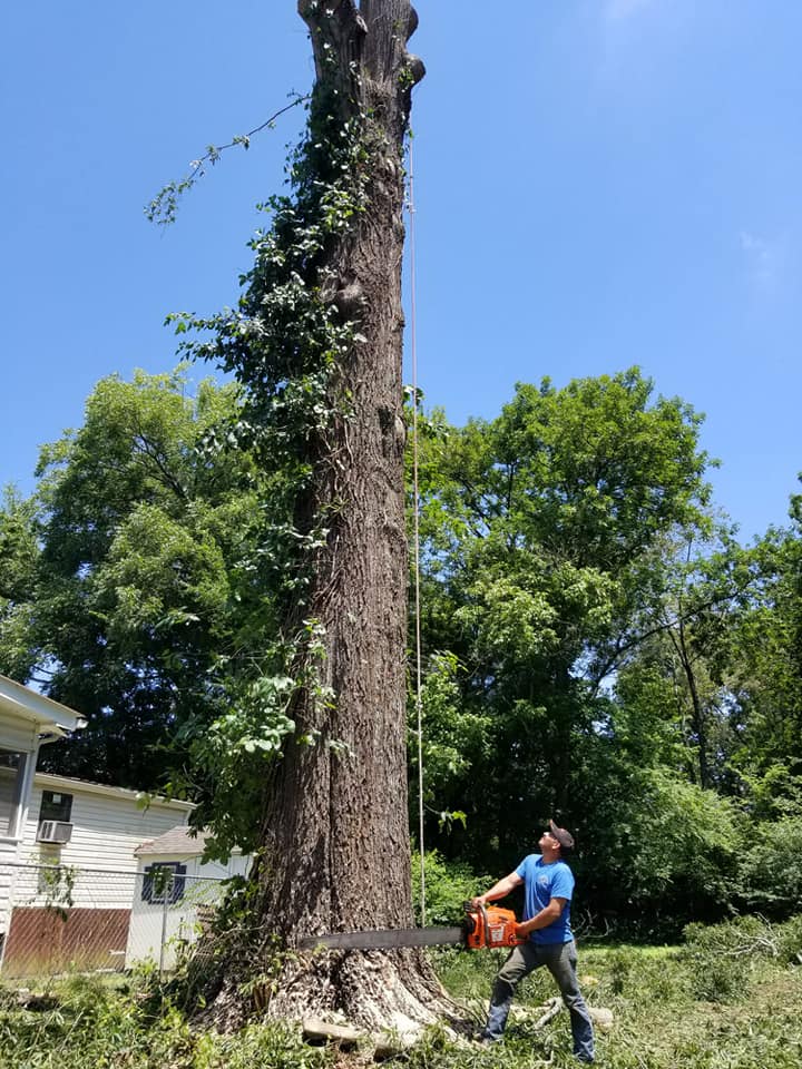 professional tree removal