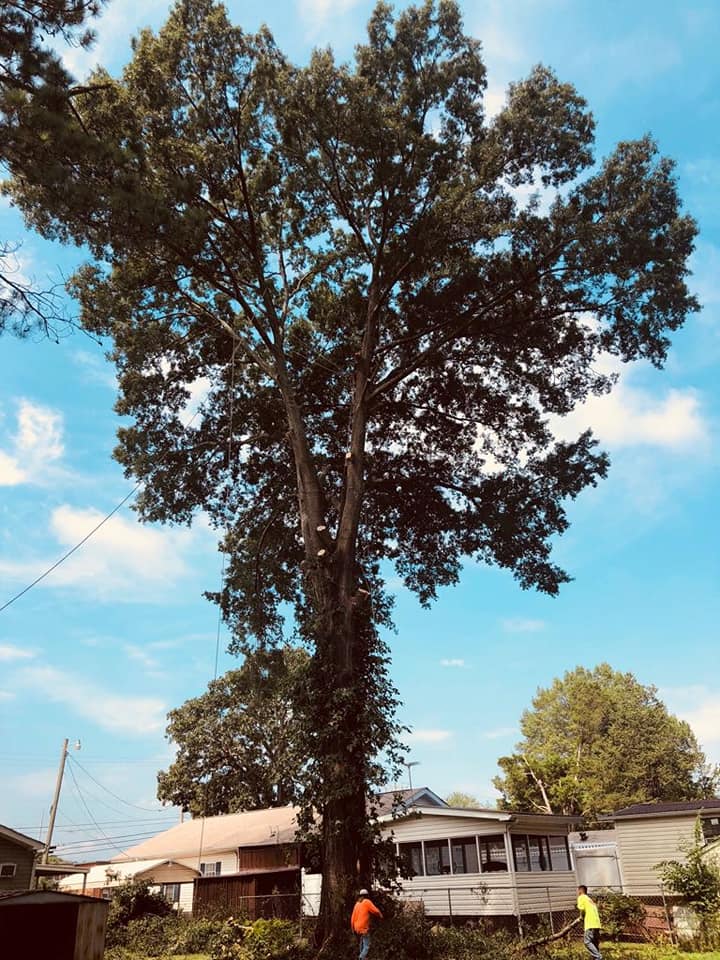 professional tree removal