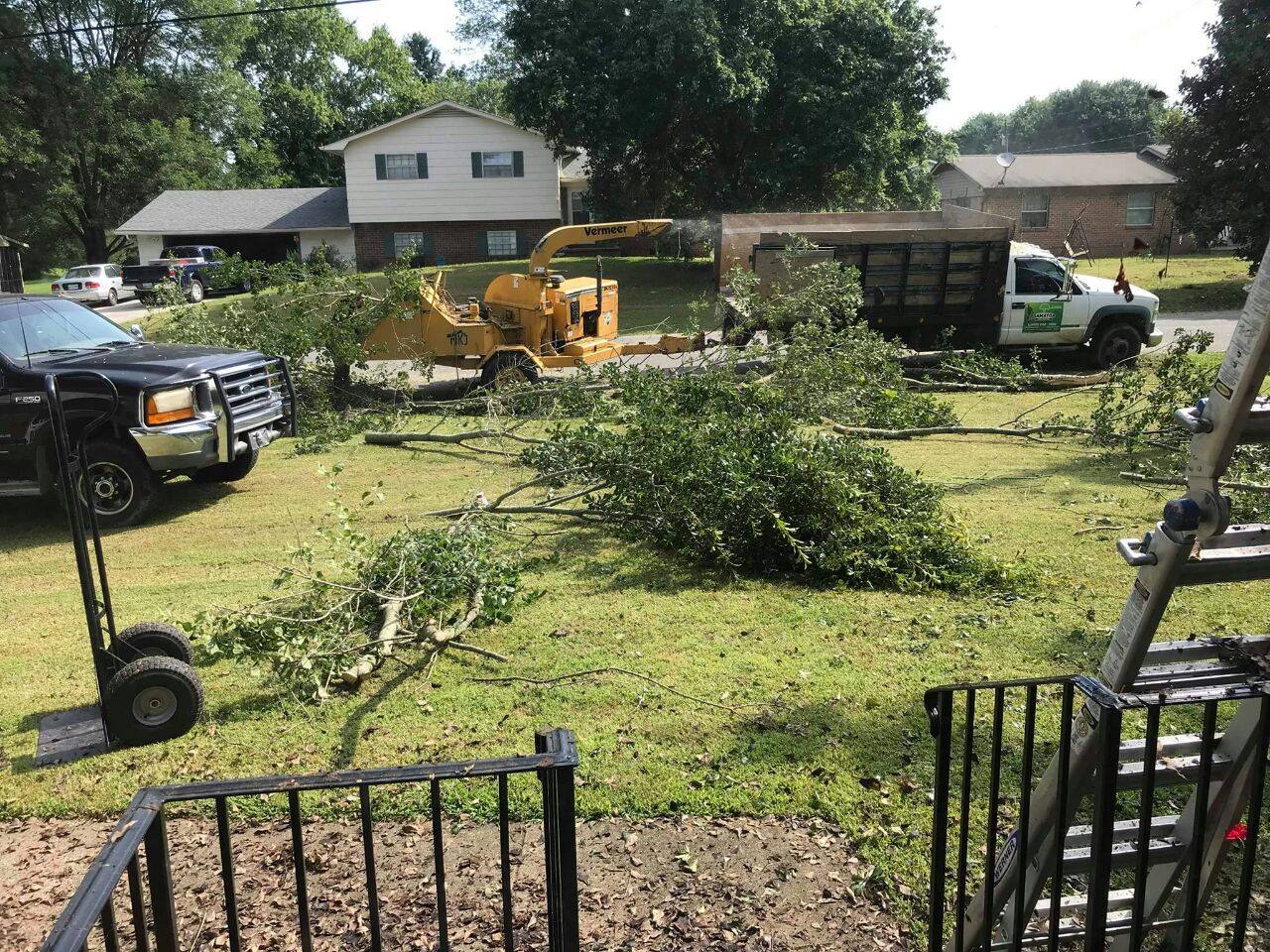 professional tree removal service near me