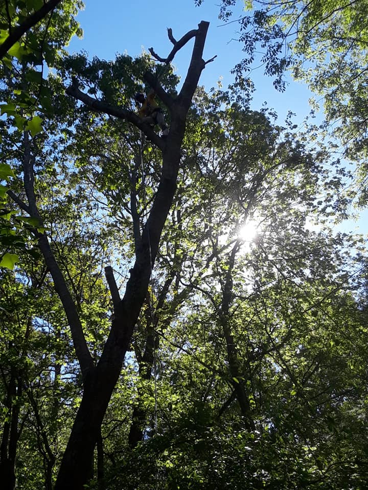 professional tree company