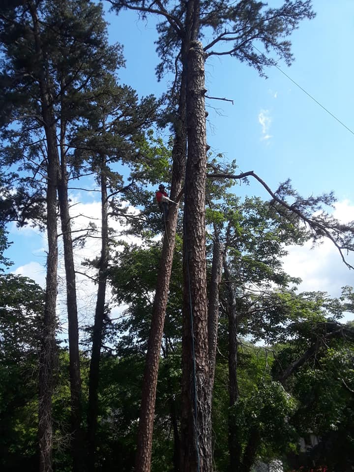 professional tree company