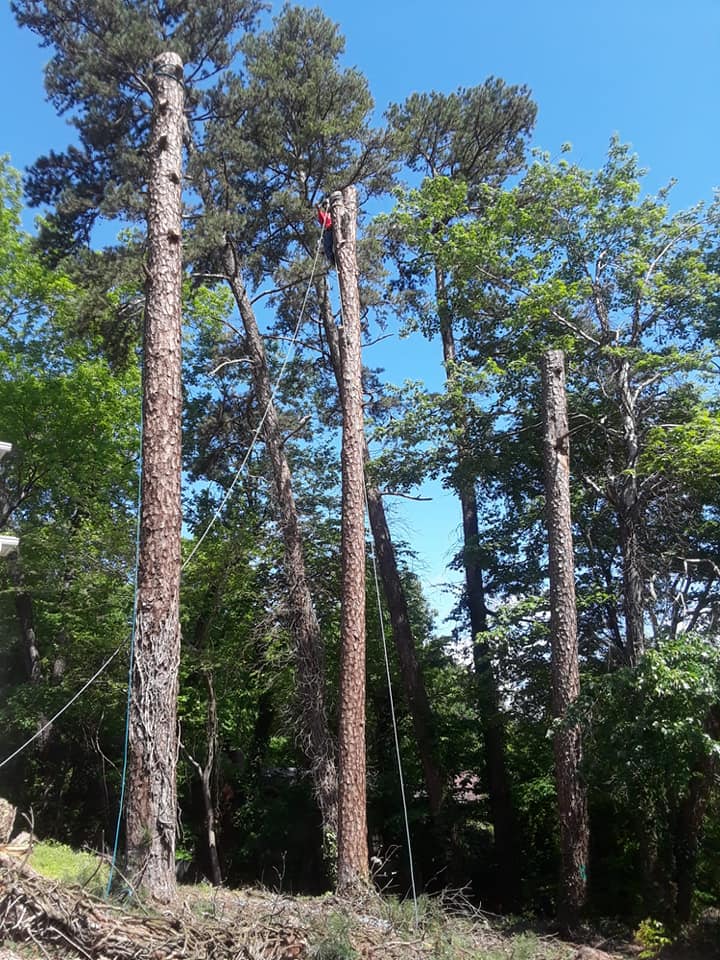 best tree company chattanooga