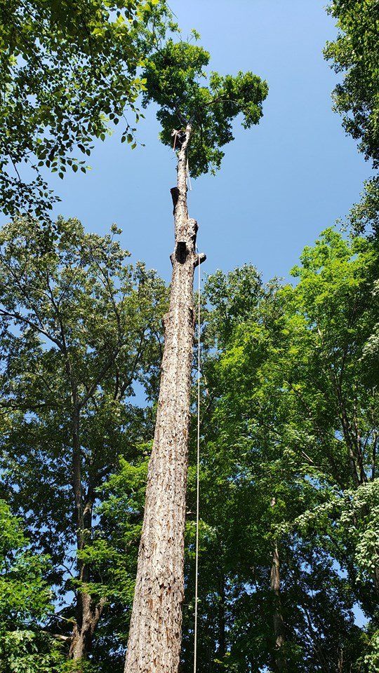 best tree company near me