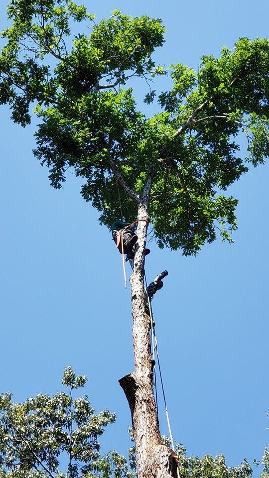 best tree company chattanooga tn