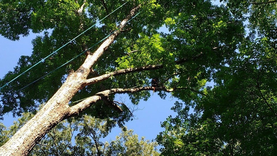 tree trimmer in chattanooga tn