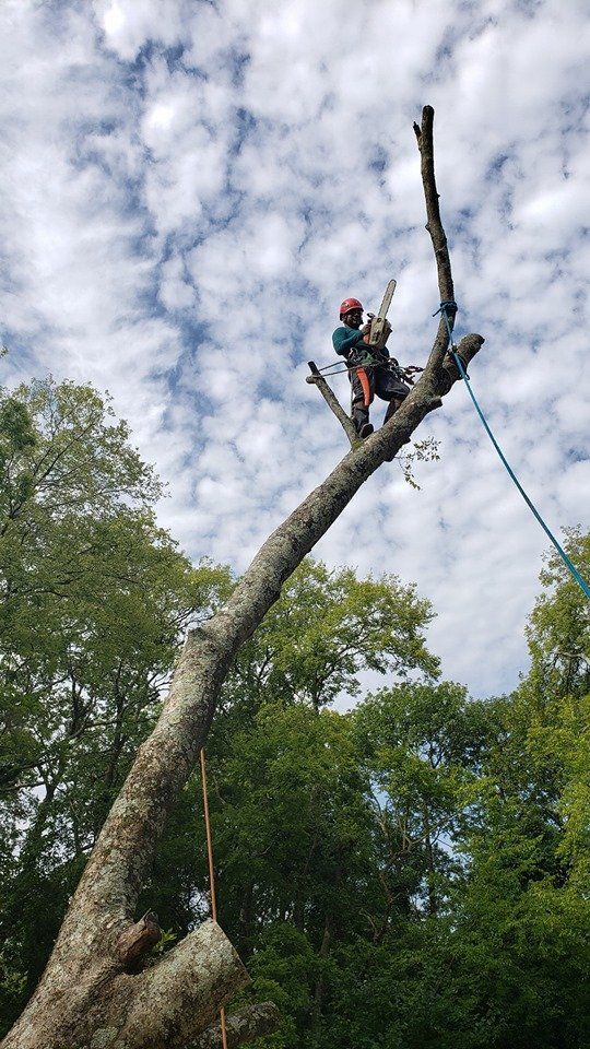tree trimmer in chattanooga tn