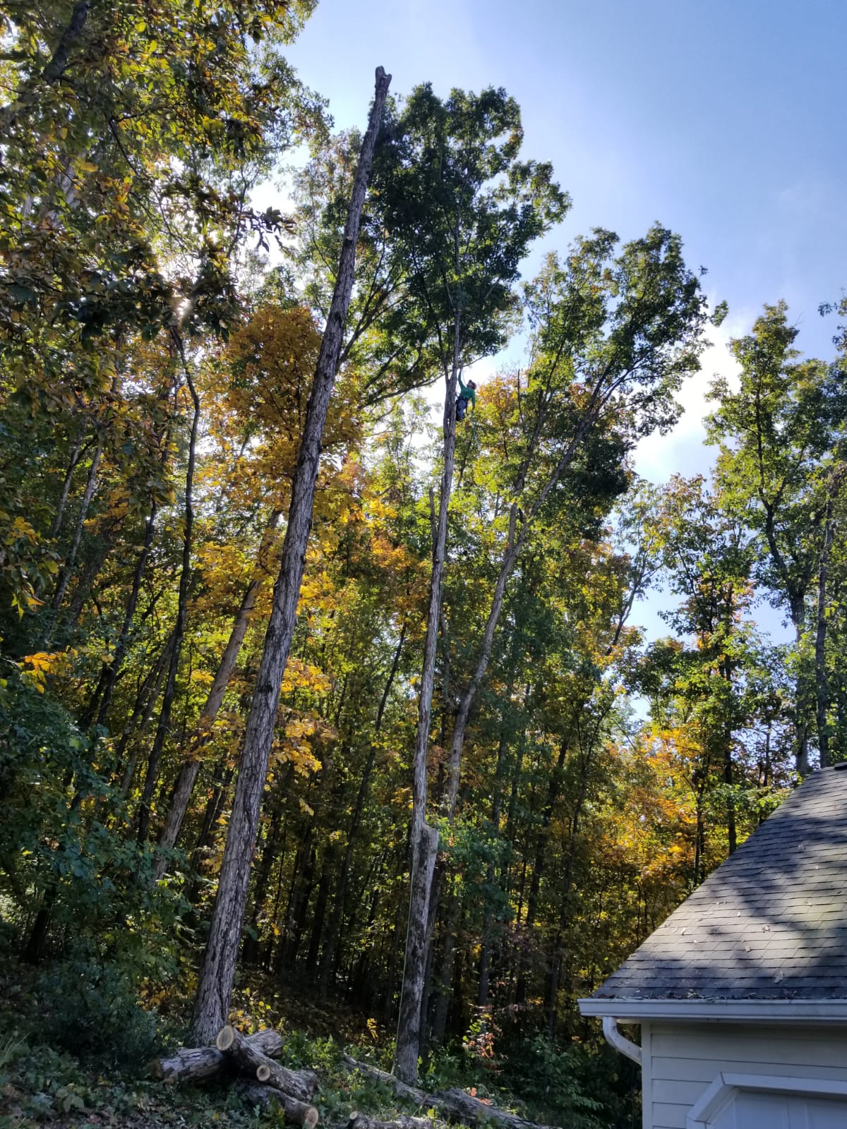 tree removal company