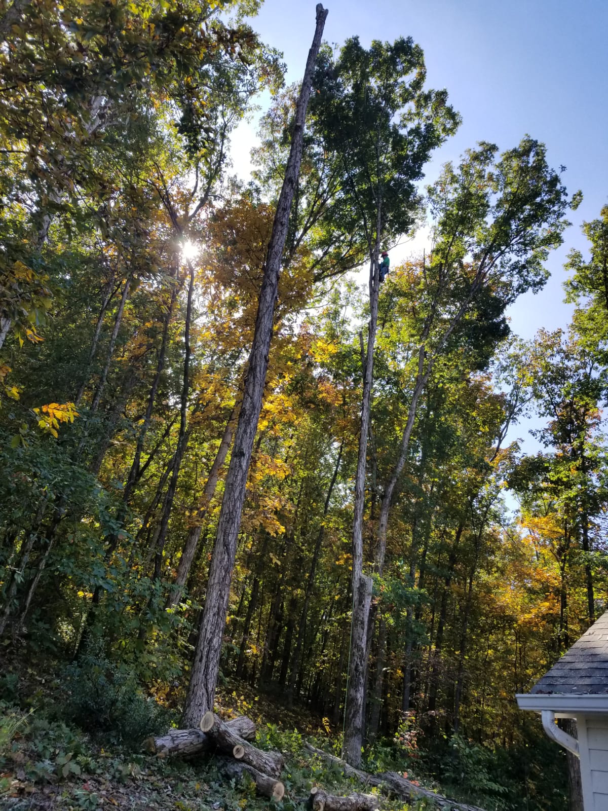 emergency tree service