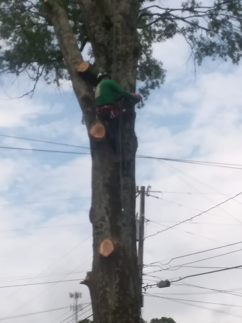 tree company near me