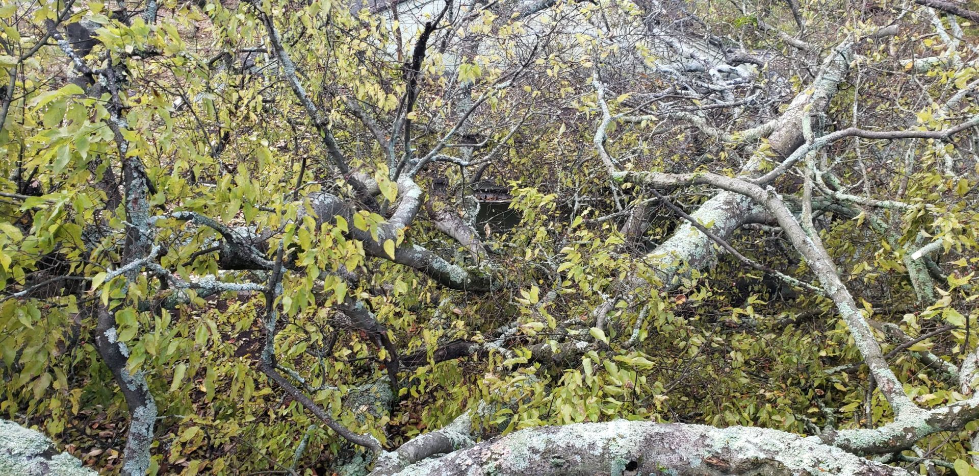 tree removal company