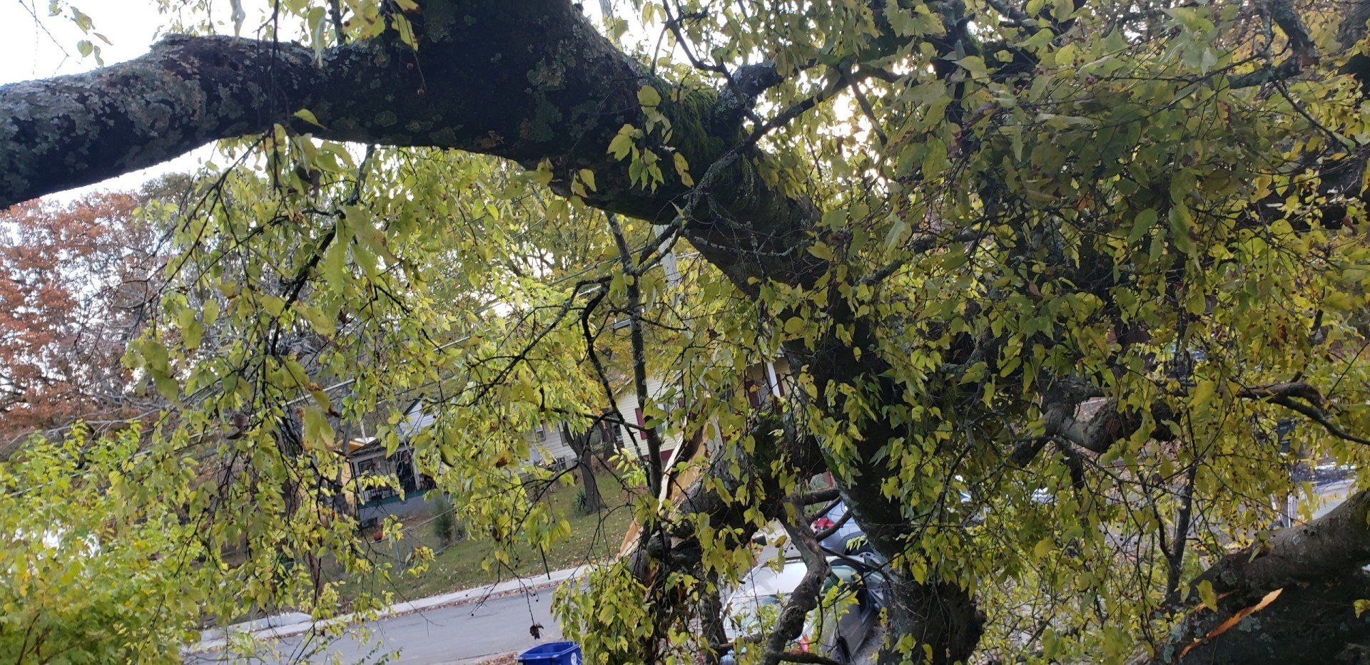 emergency tree company